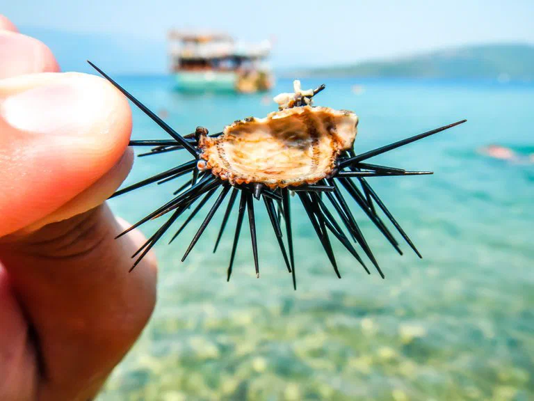 Остатки морского ежа