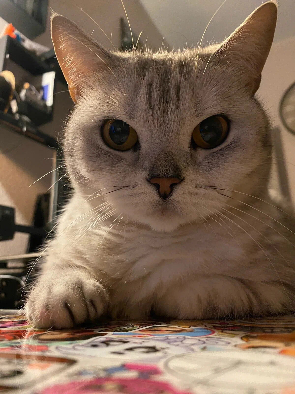 Кошолевна