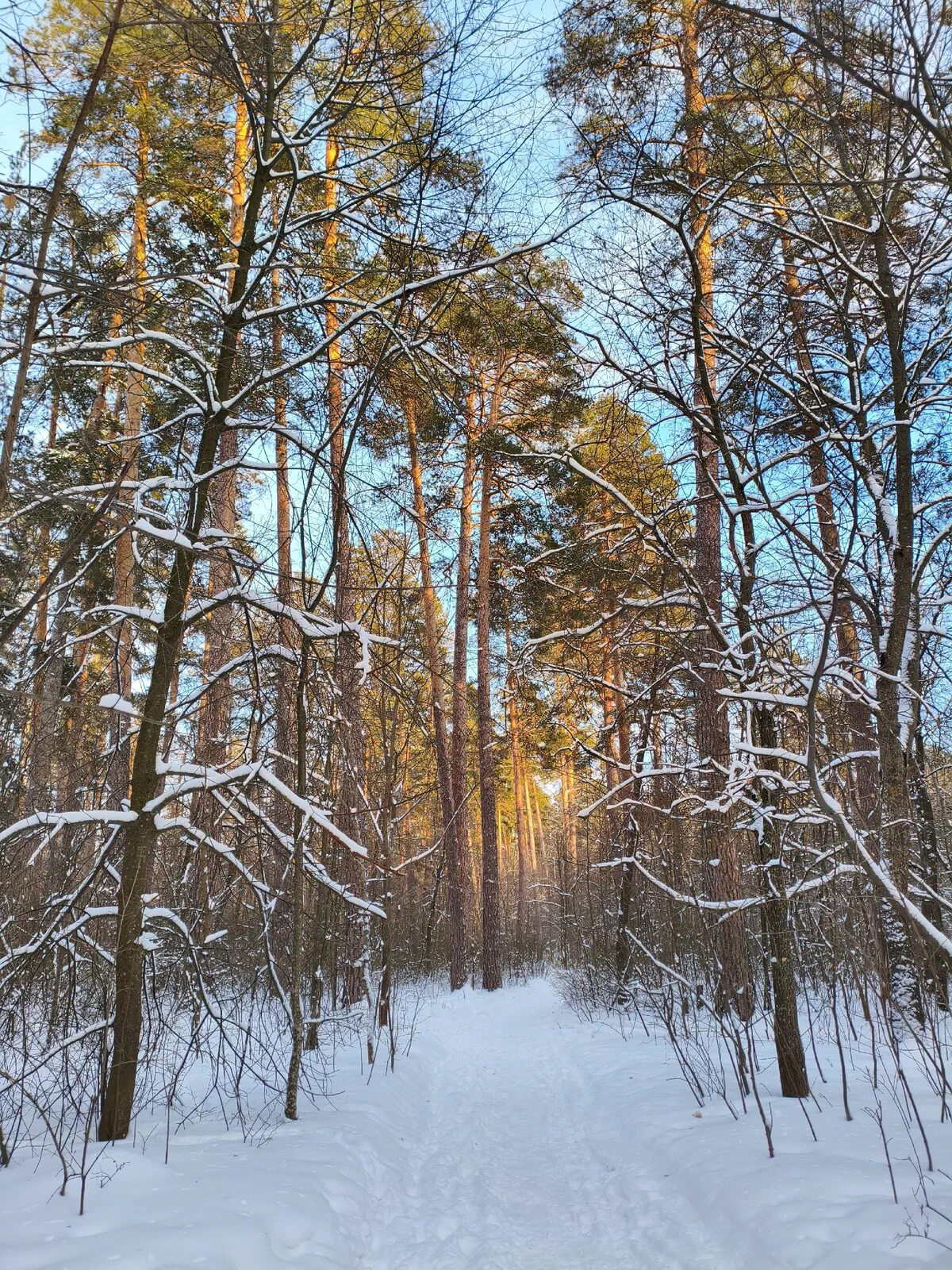 Прогулка в зимнем лесу