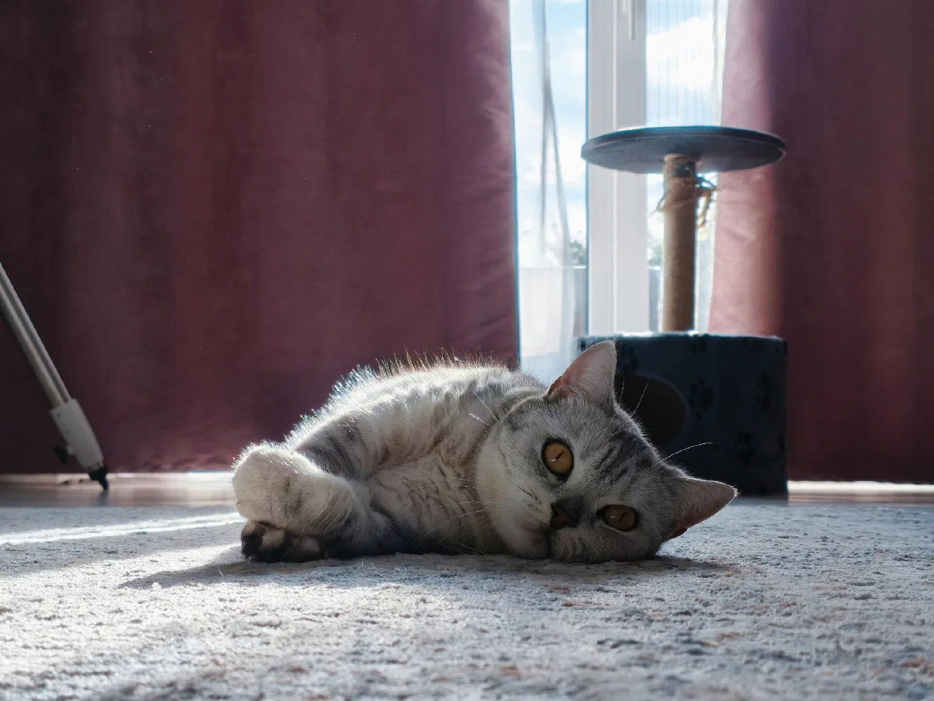 Довольная кошка