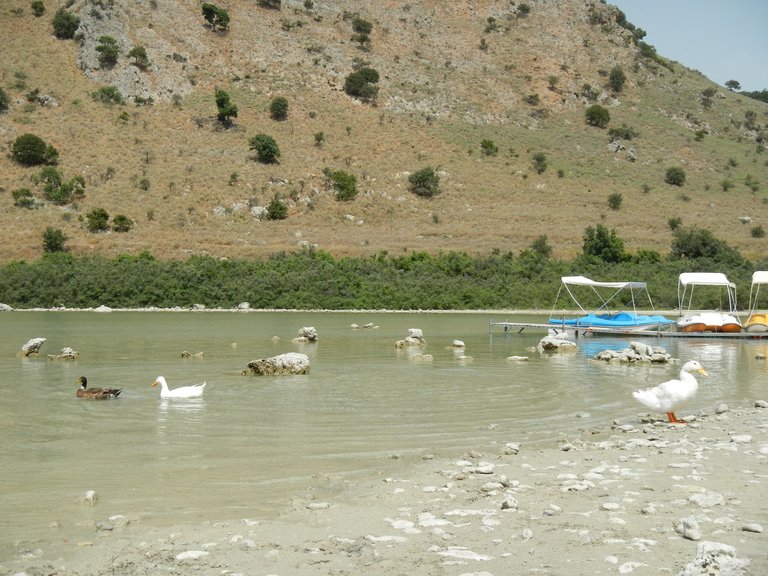 В округе озера в большом количестве обитают гуси и утки.